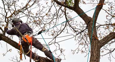 Abattage d'arbres 